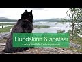 Hundskinn &amp; spetsar