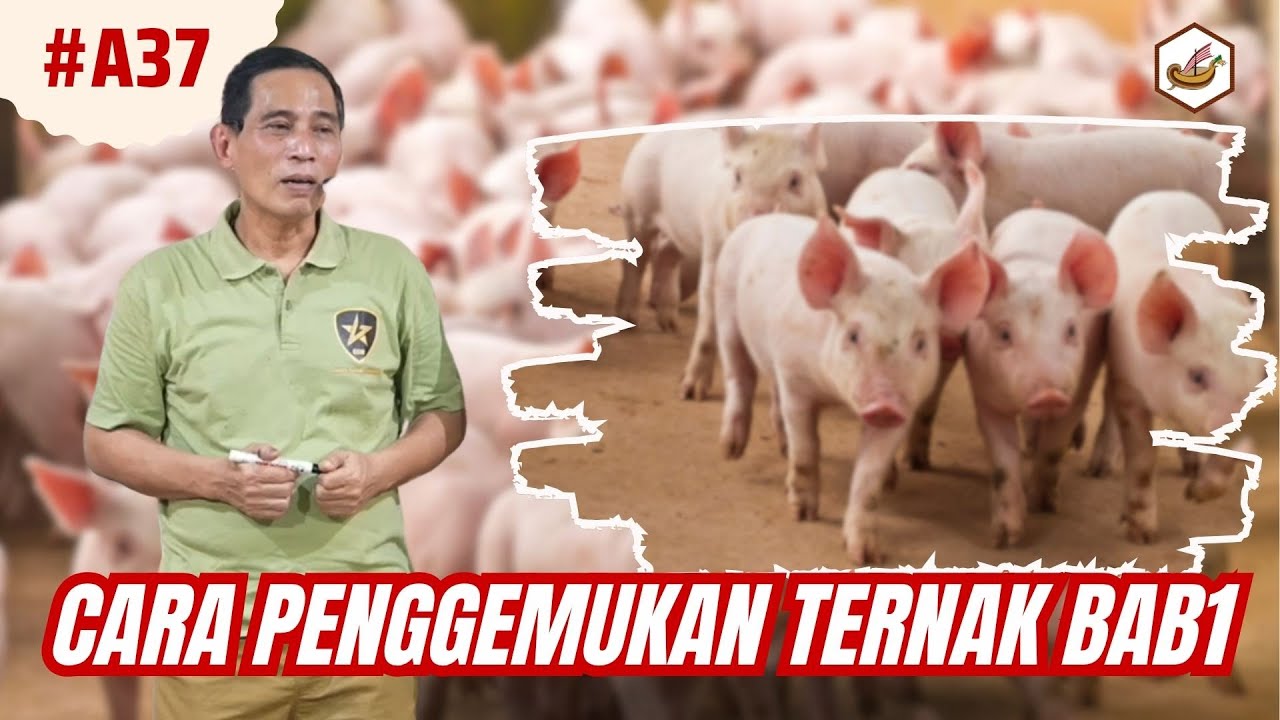 Tips Penggemukan Ternak Babi
