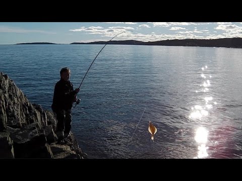 Fishing coalfish, haddock and flounder