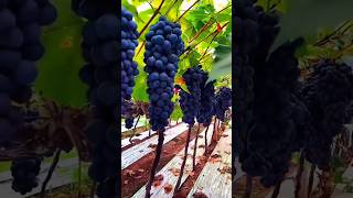 Amazing Benefits of Grapes | Improve Health, Skin &amp; Heart Naturally