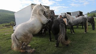 Armăsarii lui Ilie Marcu de la Vicovul de Sus