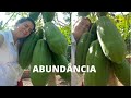 VERDURAS E FRUTAS CARAS??? AQUI TEMOS DE TUDO! MUITA FARTURA NA ROÇA, MAMÃO DE METRO... FRAN ADORNO