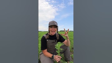 Faba Bean and the Rent Paying Rhizobia #farming #agriculture #pulses #faba #nitrogen #bacteria