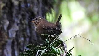 Penyanyi Cilik Dengan Suara Yang Merdu  Pacific Wren