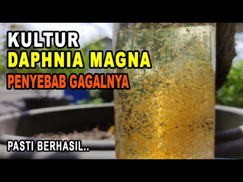 Video: Mengapa daphnia lutsinar?