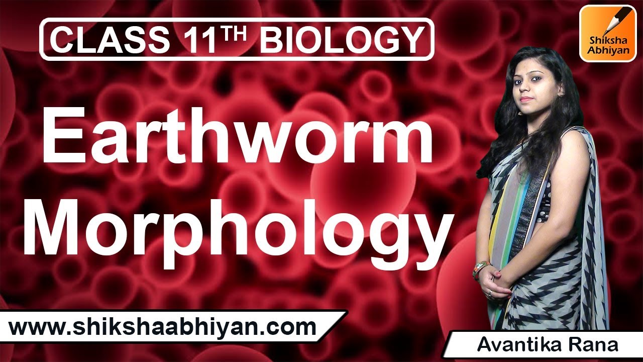 Earthworm Morphology | CBSE Class 11 Biology - YouTube