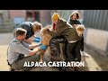 Castrating Our Alpacas