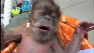 Sponsor An Animal Or Garden At Como Park Zoo And Conservatory