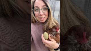 Cici’s first egg!! #crossbeak #chickens #backyardchickens