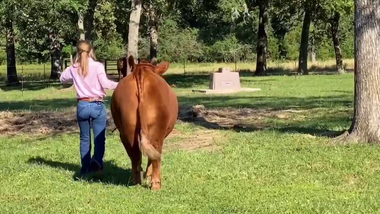 National Jackpot: Red Angus Champion Heifer - Madison Fischer