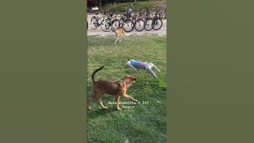 Watch: Real Dog Meets Robotic Lookalike at IIT Kanpur