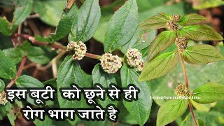 बड़ी दूधी के पौधे की पहचान और इसके आयुर्वेदिक चमत्कारी औषधीय गुण एवं फायदे। dudhi ke fayde screenshot 5