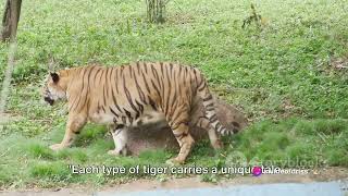 What you should know about the Tigers π
π― What you should know about the Tigers π
π―