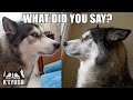 Husky Shocked I Said His Best Friends Name! He Didn't Believe me!