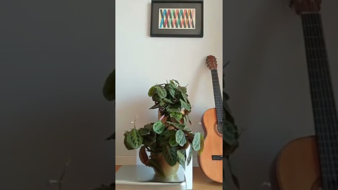 Fototropismo Maranta Leuconeura - Vivercid Vivero Planta Ornamental Valencia