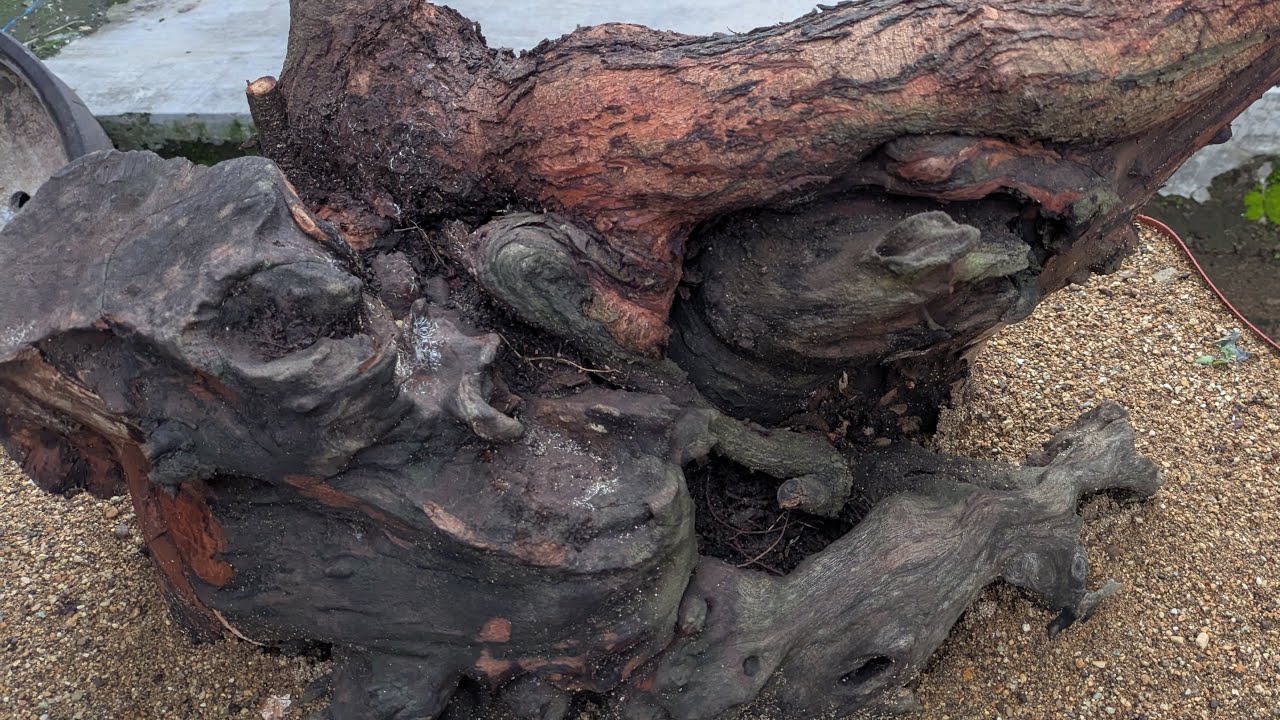 Live Ngabuburit Program Bonsai Bersama Reni Rio