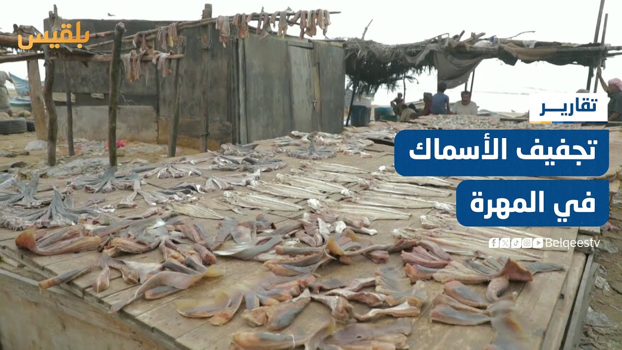 تجفيف الأسماك.. التكنولوجيا تهدد بالقضاء على الطرق التقليدية في المهرة | تقرير: ياسر محمد