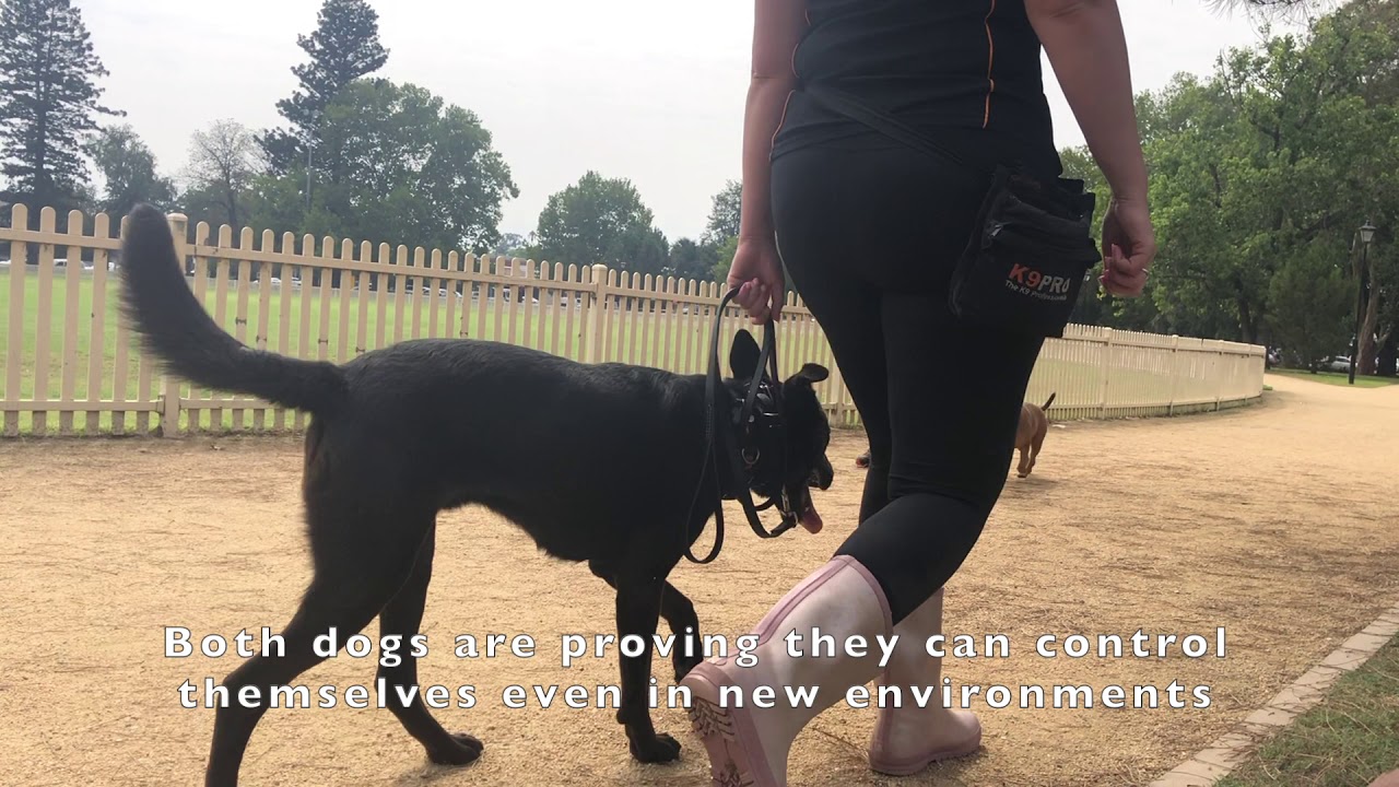 Are Kelpie Dogs Aggressive