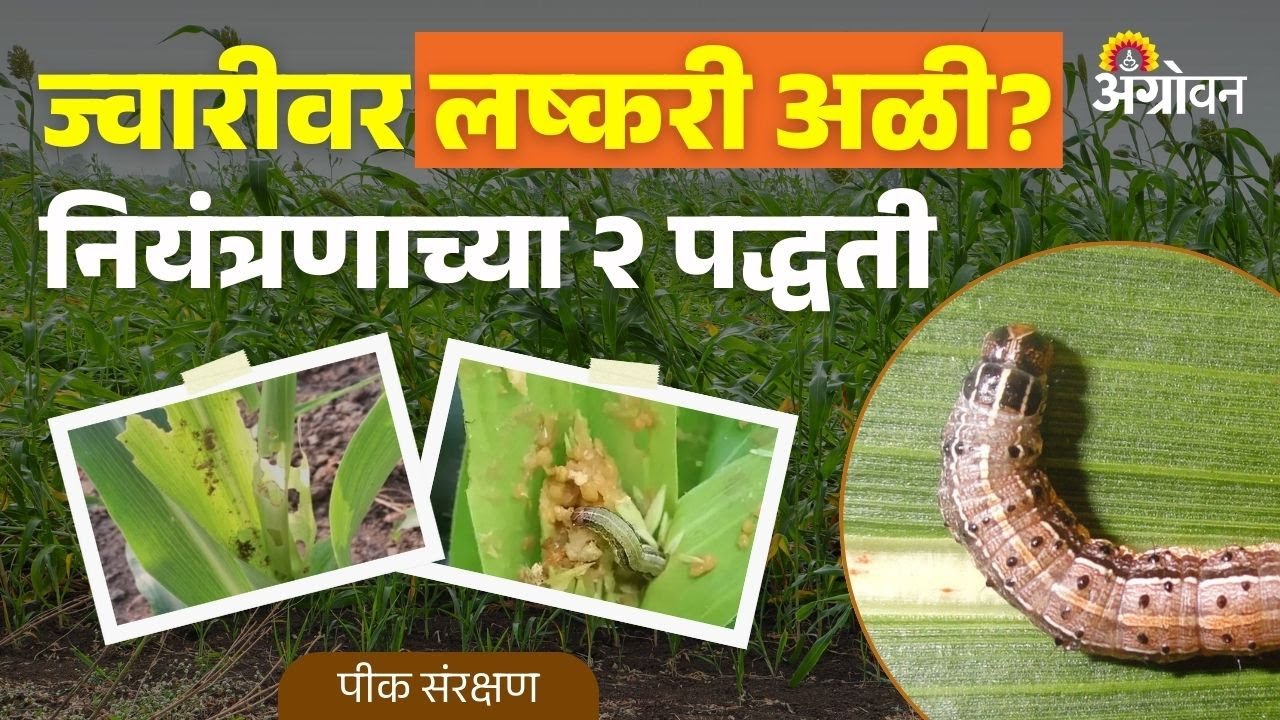 Jowar Armyworm Control: ज्वारीवरील लष्करी अळीचे नियंत्रण कसे करावे? | Agrowon