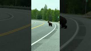 Young Grizzly looking for dinner @ Denali State Park. Southern tourists trapped in car during hunt.