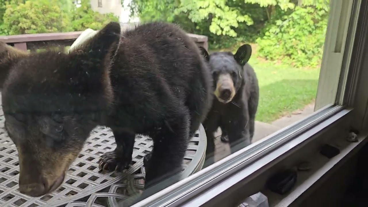 Curious Bear Cub Paws at Window