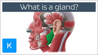 What is a gland? - Human Anatomy | Kenhub