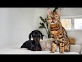 Bengal cat seeks attention from mini dachshunds