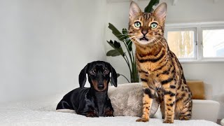 Bengal Cat seeks attention from Mini Dachshunds.