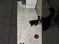 I Was This Tiny?! Baby GG's First Day Home! 🐈⬛ #golgrumpygg #catlife #smallcat #babycat #spoiledcat
