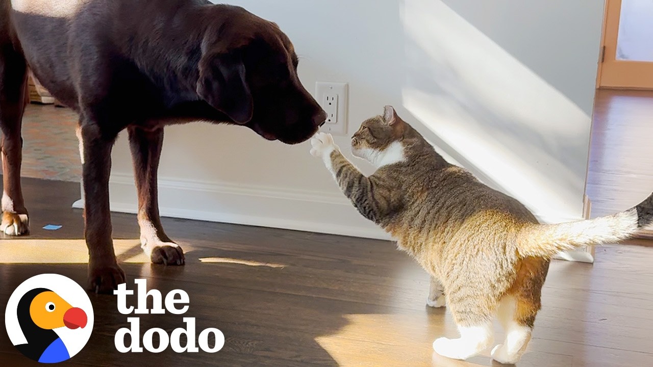 Karen The Cat — Who Hated Other Pets — Meets 