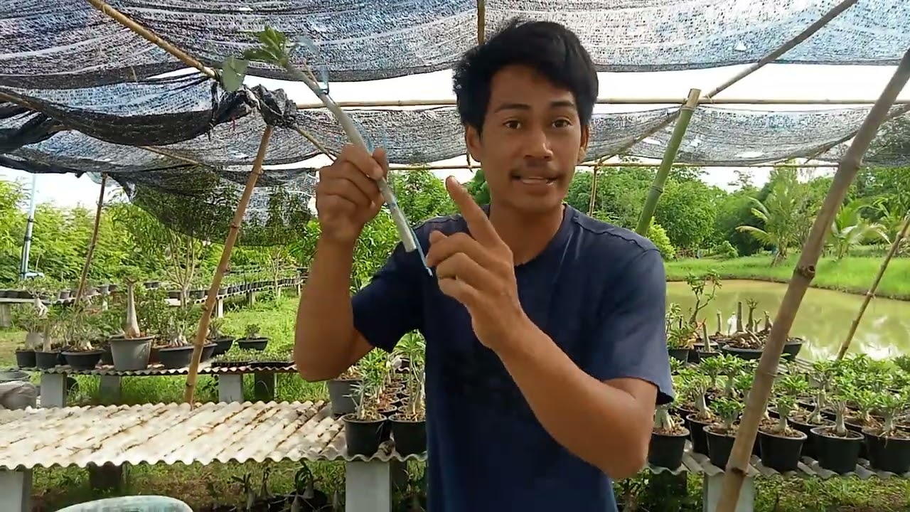 กิ่งชวนชมเหลืออย่าทิ้ง !! นำมาปักชำได้ โดยวิธีง่ายๆ มาชมครับ