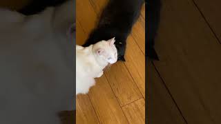 Gettin caught making out #voiceover #adorable #funnyanimals #animals #animalvoiceover #catlife #cat