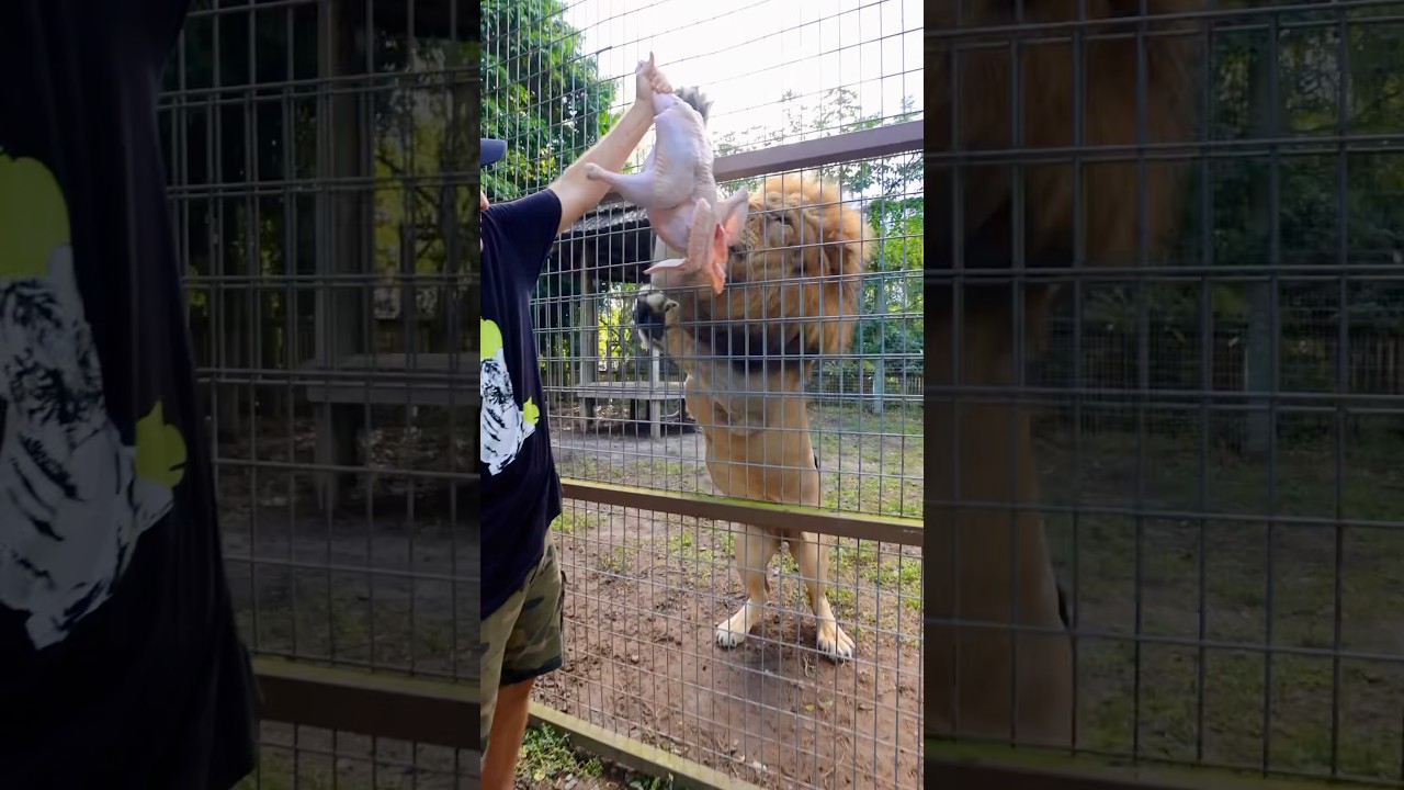 Lion THANKSGIVING FEAST ! 