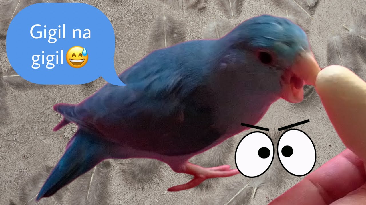 Curated visual reference: Visual Reference: Gigil Na Gigil Sa Kanyang Laruan Parrotlet Usual Behavior During