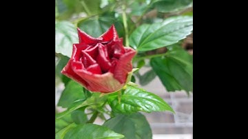 Hoa Dâm bụt hay Râm bụt, bông bụp,  bông lồng đèn có tên gốc là hoa Dâng Bụt.