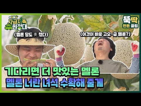 [뚝딱뚝딱 자급자족 원정대] 31회 기다리면 더 맛있는 멜론, 멜론 너란 녀석 수확해 줄게