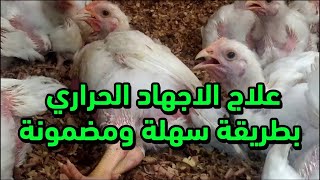 علاج الإجهاد الحراري عند الدجاج وتجنب موته