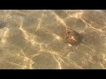Посёлок Волна, Чёрное море, пляж, море, дельфины, крабы 28 июля 2018