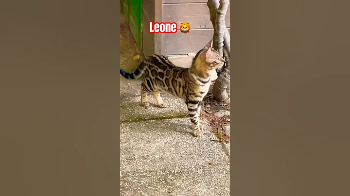 Video 10035991: bengal tiger leopard, bengal leopard kitten, bengal leopard cat, cute bengal leopard, bengal cat kitten pets, bengal cat pets animals, bengal kittens love