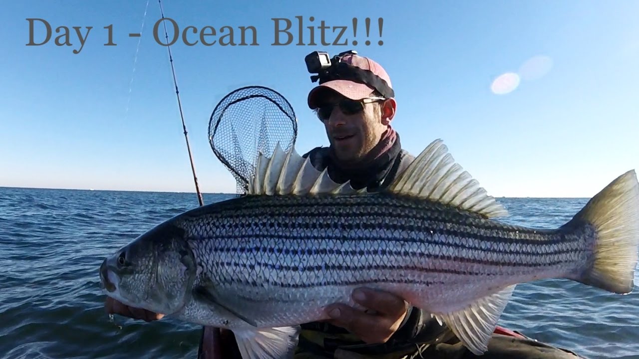 pic Atlantic Ocean Blue Fish the blitz day 1 of 3 stripers bluefish tautog kayak fishing atlantic ocean