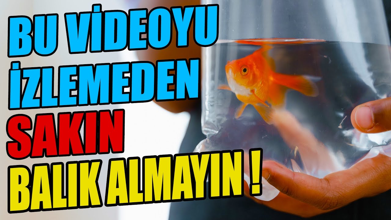 BALIK ALIRKEN NELERE DİKKAT EDİLİR ? Hasta Balık Nasıl Belli Olur? Balıklar Neden Ölür?