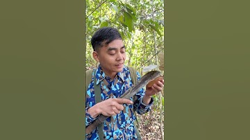 Xin hỏi mọi người quả lạ núi rừng #thaoduoc #thoaihoacotsong