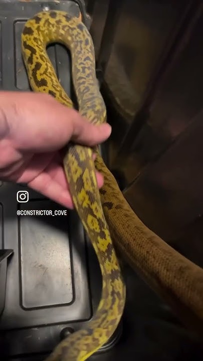 Lesser Sundas Python “Timor Python” - YouTube