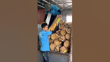 Edible Young Coconut Tree - Coconut Tree Cutting Skills