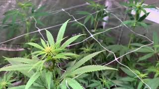 1 GALLON POT GROW | SEA OF GREEN  ( week 1 in flower)