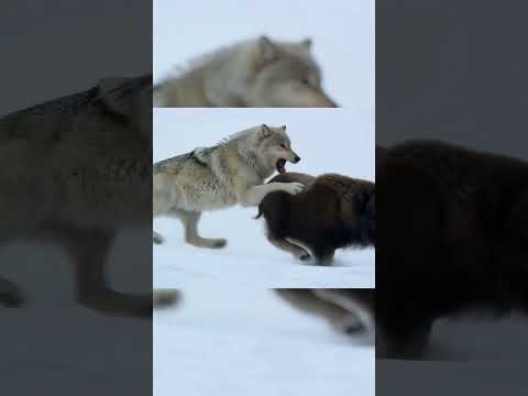 Snow, Wolves, and a Standoff for Survival