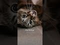 O gato que viveu o mesmo tempo de um ser humano. #curiosidades #gatos #animais