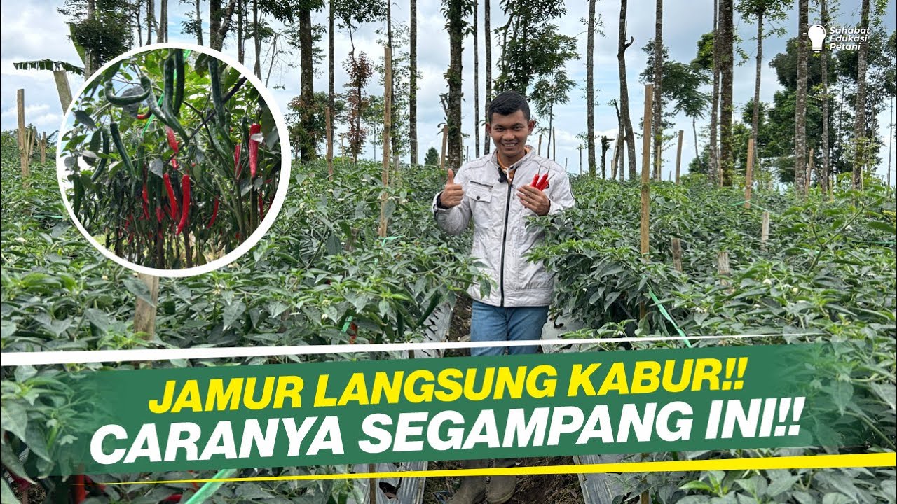 OBAT LAYU, PATEK & BUSUK BATANG CABAI DI MUSIM HUJAN!! JANGAN CUMA SEMPROT TAPI PERBAIKI TANAHNYA