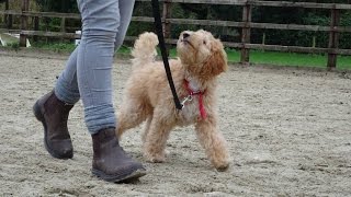 Harry - Labradoodle Puppy - 3 Week Residential Dog Training at Adolescent Dogs