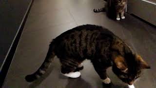 Burasy And Red Spider